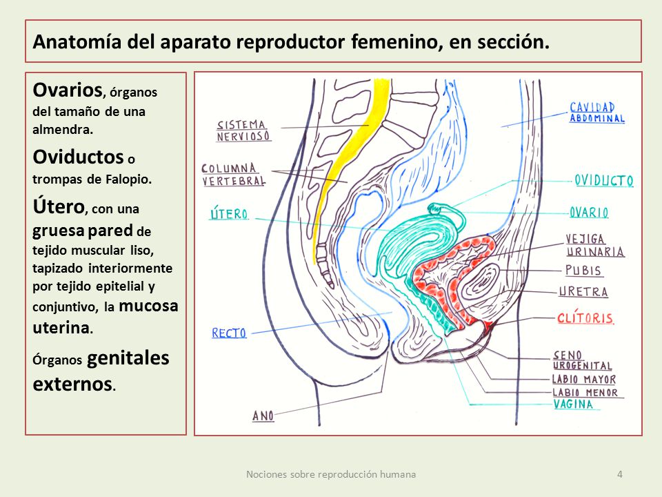 Anatomía del aparato reproductor femenino, en sección.