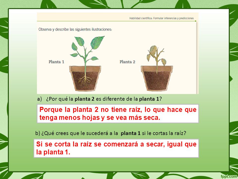 Si se corta la raíz se comenzará a secar, igual que la planta 1.