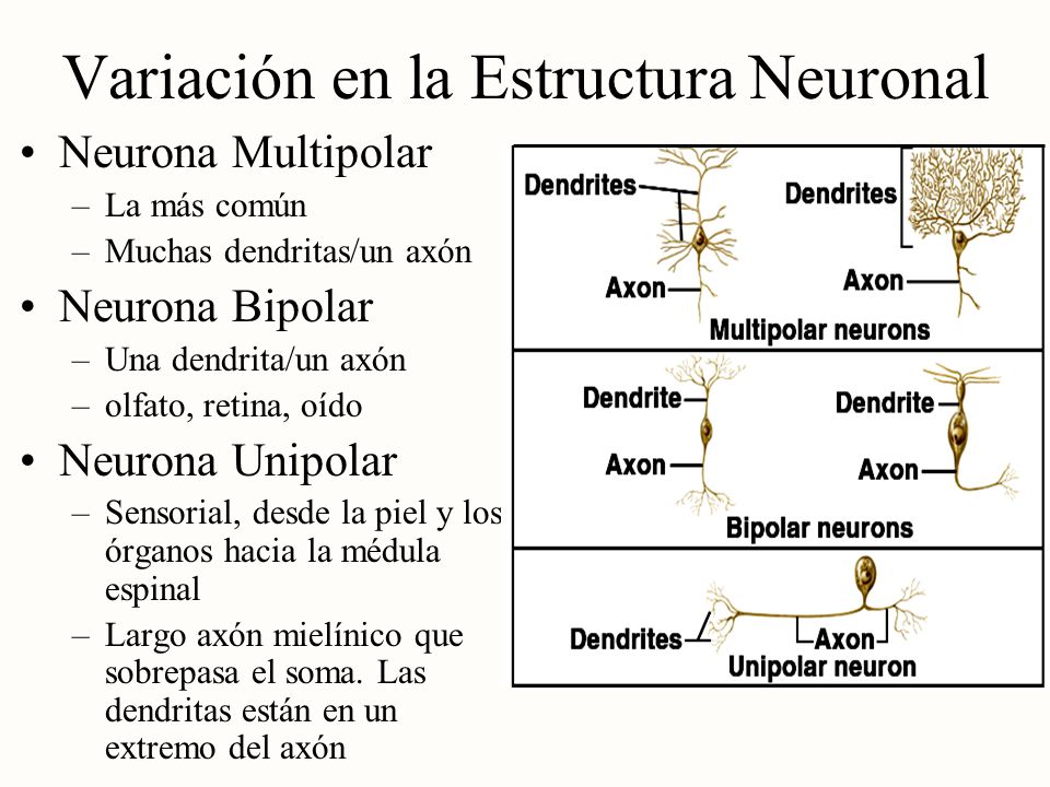 Variación en la Estructura Neuronal