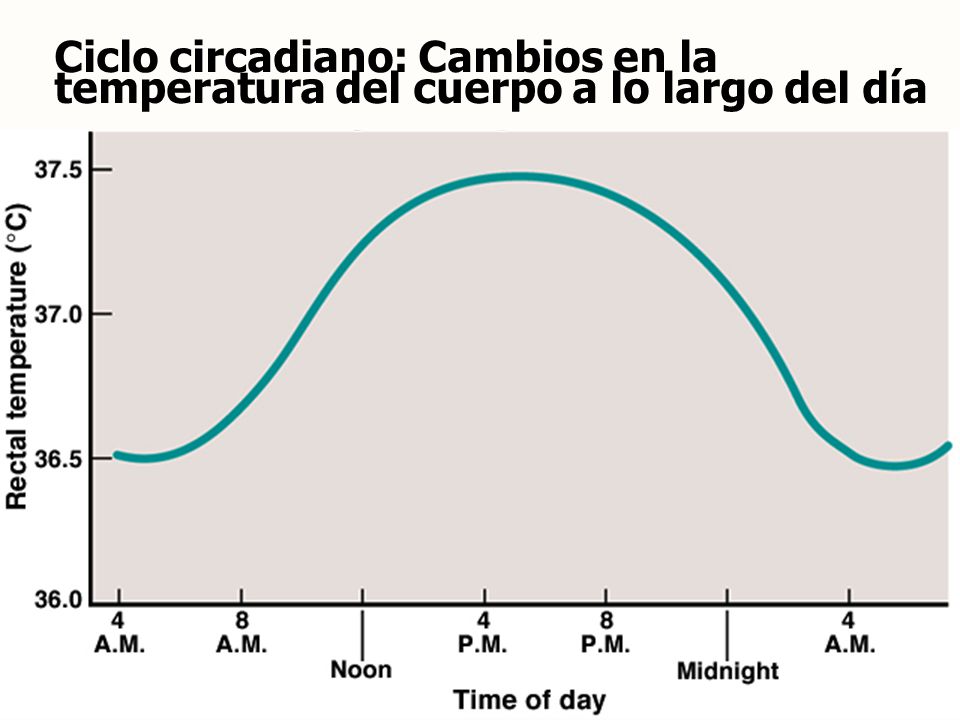 Ciclo circadiano: Cambios en la temperatura del cuerpo a lo largo del día