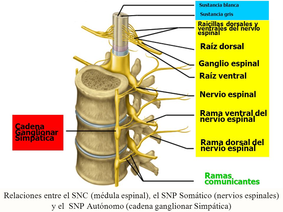 Sustancia blanca Sustancia gris. Raicillas dorsales y ventrales del nervio espinal. Raíz dorsal. Raíz dorsal.