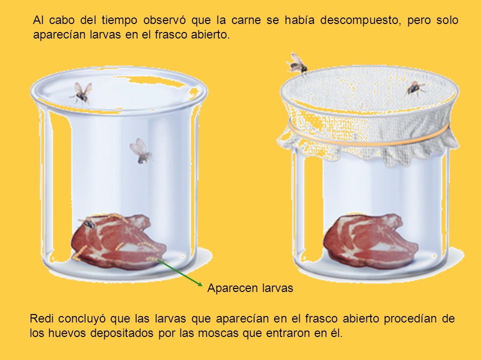 Al cabo del tiempo observó que la carne se había descompuesto, pero solo aparecían larvas en el frasco abierto.