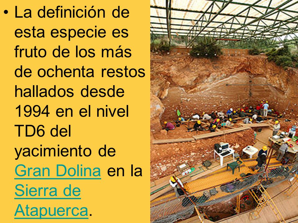 La definición de esta especie es fruto de los más de ochenta restos hallados desde 1994 en el nivel TD6 del yacimiento de Gran Dolina en la Sierra de Atapuerca.