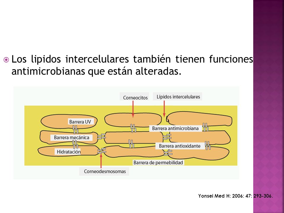 Los lipidos intercelulares también tienen funciones antimicrobianas que están alteradas.
