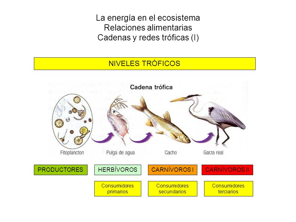 La energía en el ecosistema Relaciones alimentarias Cadenas y redes tróficas (I)