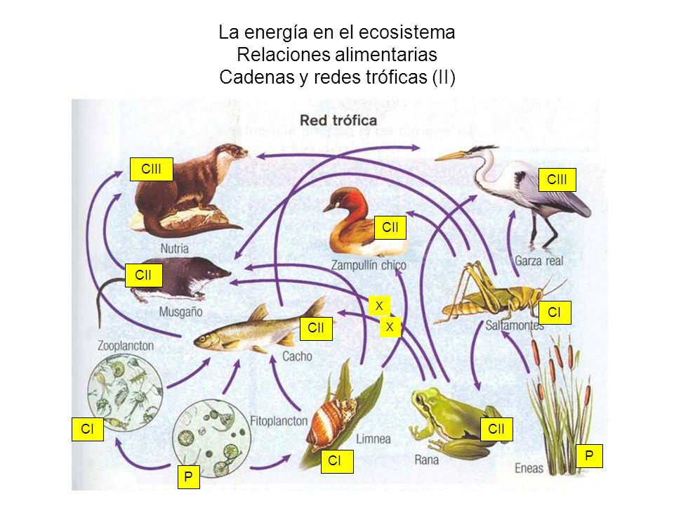 La energía en el ecosistema Relaciones alimentarias Cadenas y redes tróficas (II)