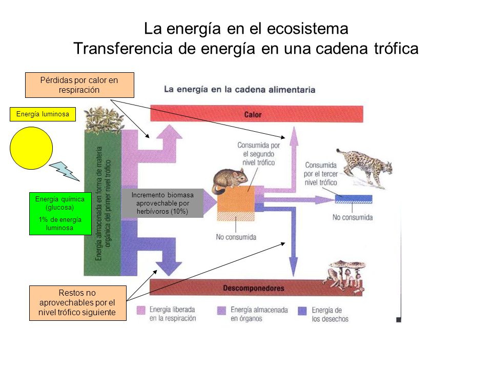 La energía en el ecosistema Transferencia de energía en una cadena trófica