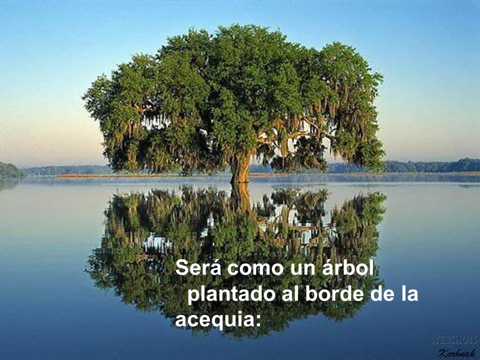 Será como un árbol plantado al borde de la acequia: