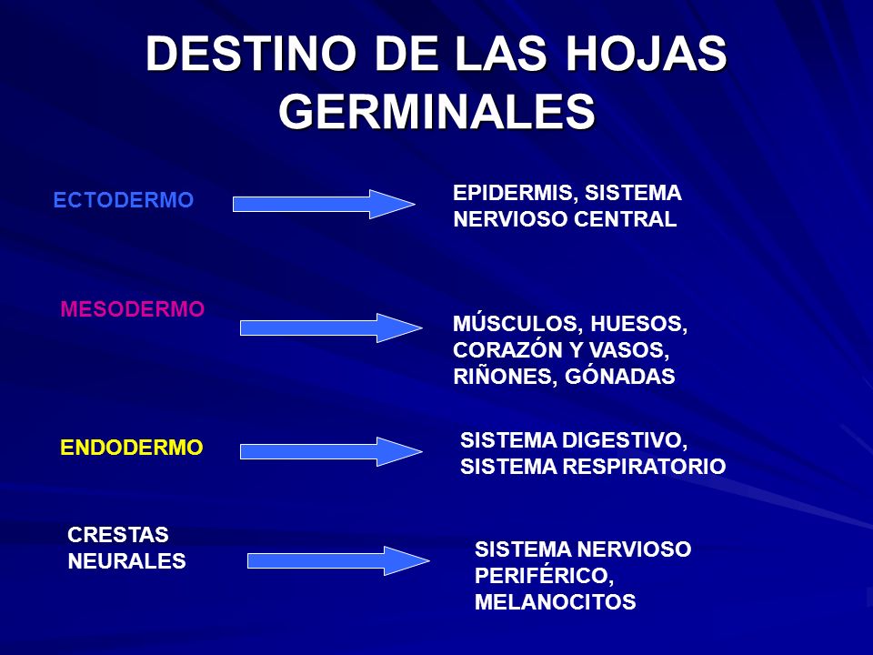 DESTINO DE LAS HOJAS GERMINALES