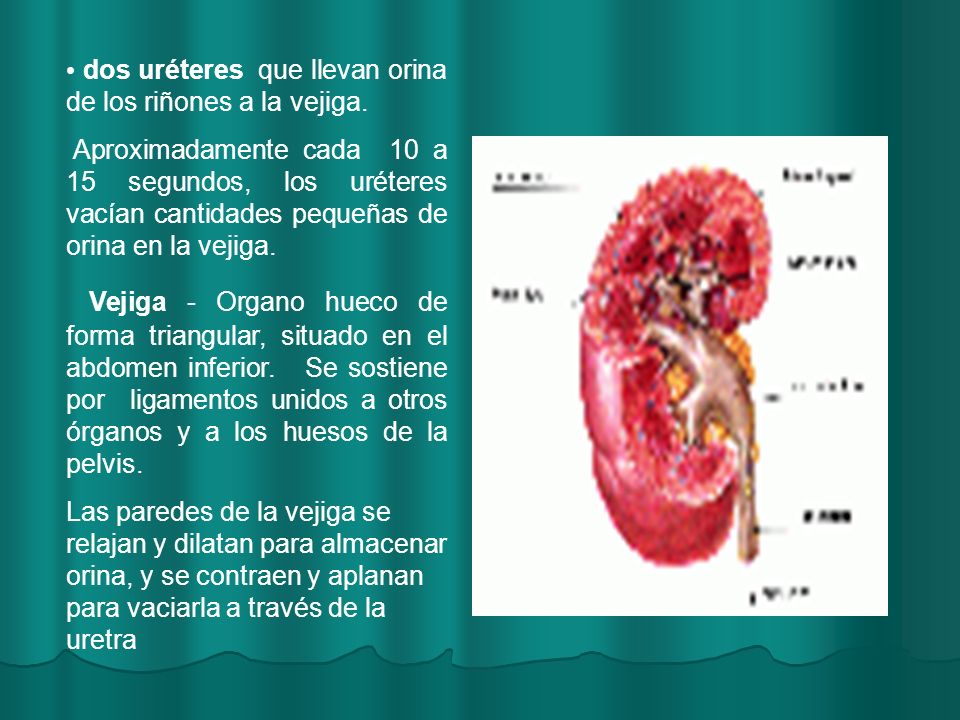 dos uréteres que llevan orina de los riñones a la vejiga.