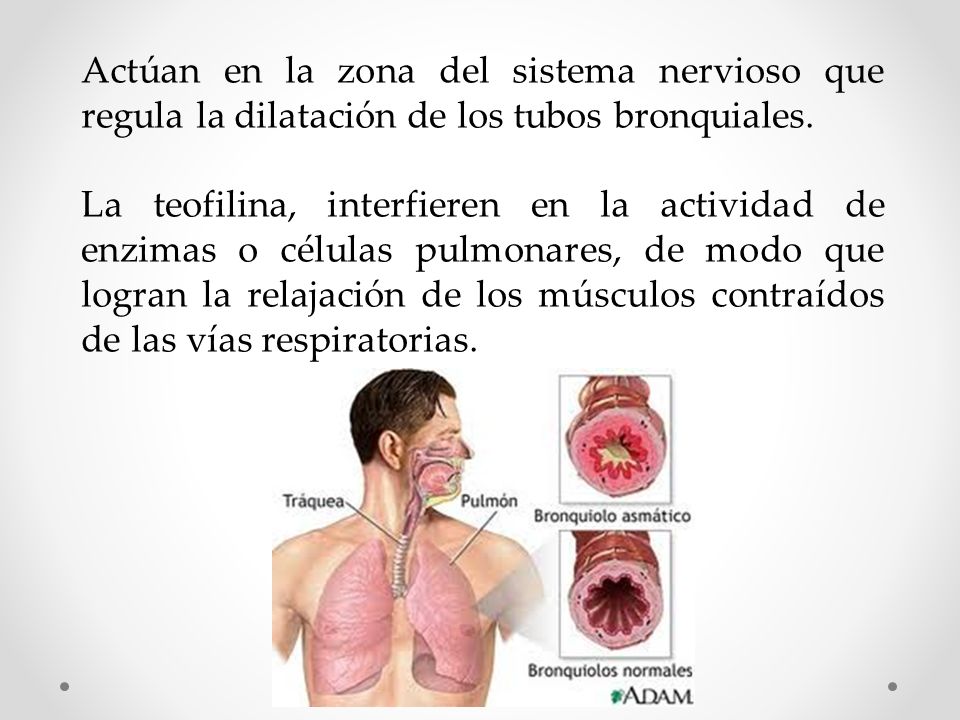 Actúan en la zona del sistema nervioso que regula la dilatación de los tubos bronquiales.
