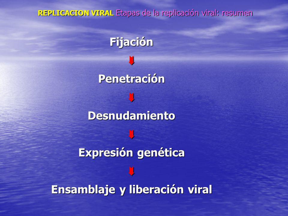 REPLICACION VIRAL Etapas de la replicación viral: resumen