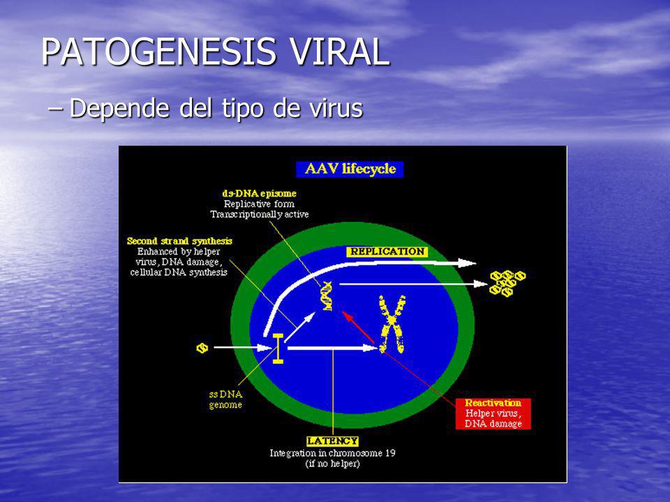 PATOGENESIS VIRAL Depende del tipo de virus