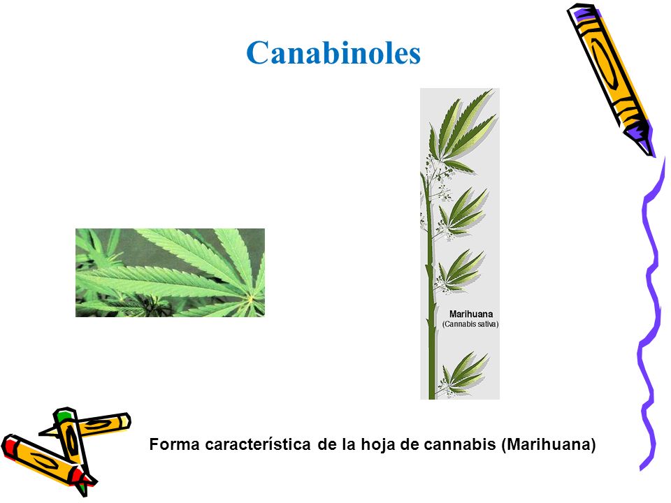 Forma característica de la hoja de cannabis (Marihuana)