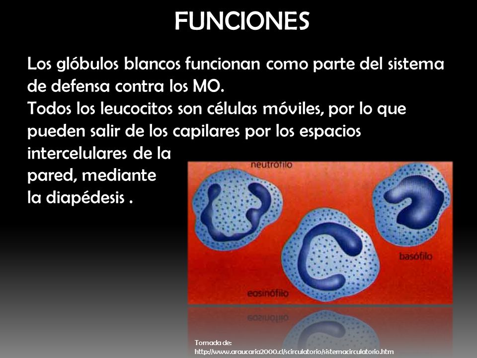 FUNCIONES Los glóbulos blancos funcionan como parte del sistema de defensa contra los MO.