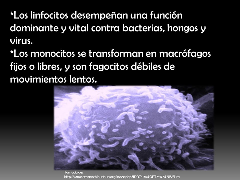 *Los linfocitos desempeñan una función dominante y vital contra bacterias, hongos y virus.