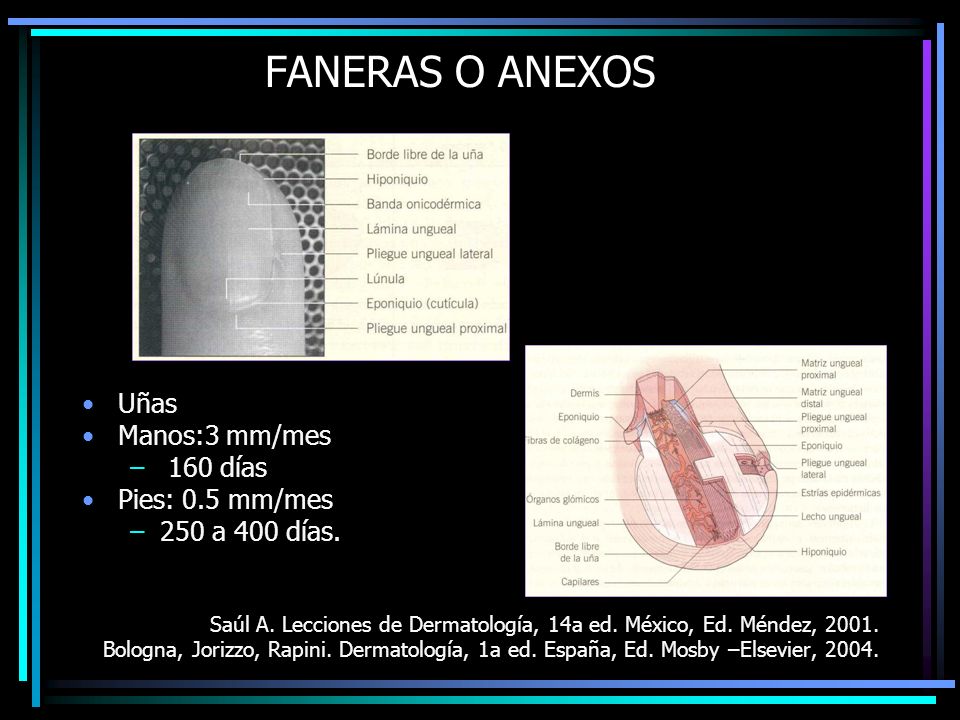 FANERAS O ANEXOS Uñas Manos:3 mm/mes 160 días Pies: 0.5 mm/mes