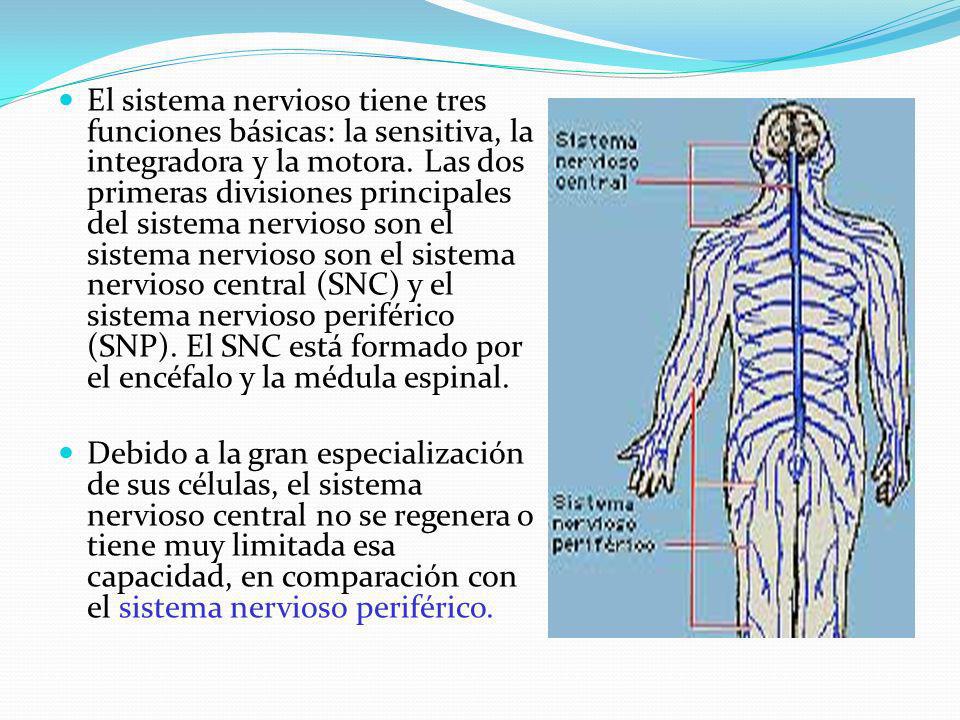 El sistema nervioso tiene tres funciones básicas: la sensitiva, la integradora y la motora. Las dos primeras divisiones principales del sistema nervioso son el sistema nervioso son el sistema nervioso central (SNC) y el sistema nervioso periférico (SNP). El SNC está formado por el encéfalo y la médula espinal.