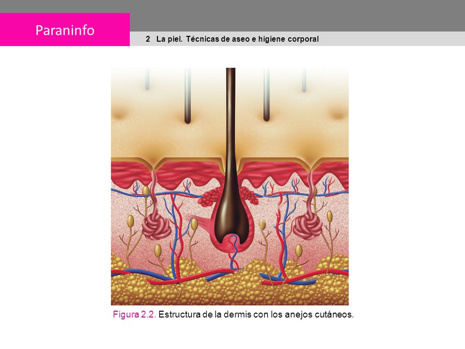 Figura 2.2. Estructura de la dermis con los anejos cutáneos.