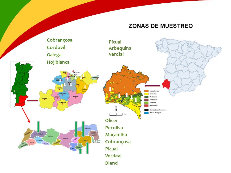 ZONAS DE MUESTREO Cobrançosa Cordovil Galega Hojiblanca Picual