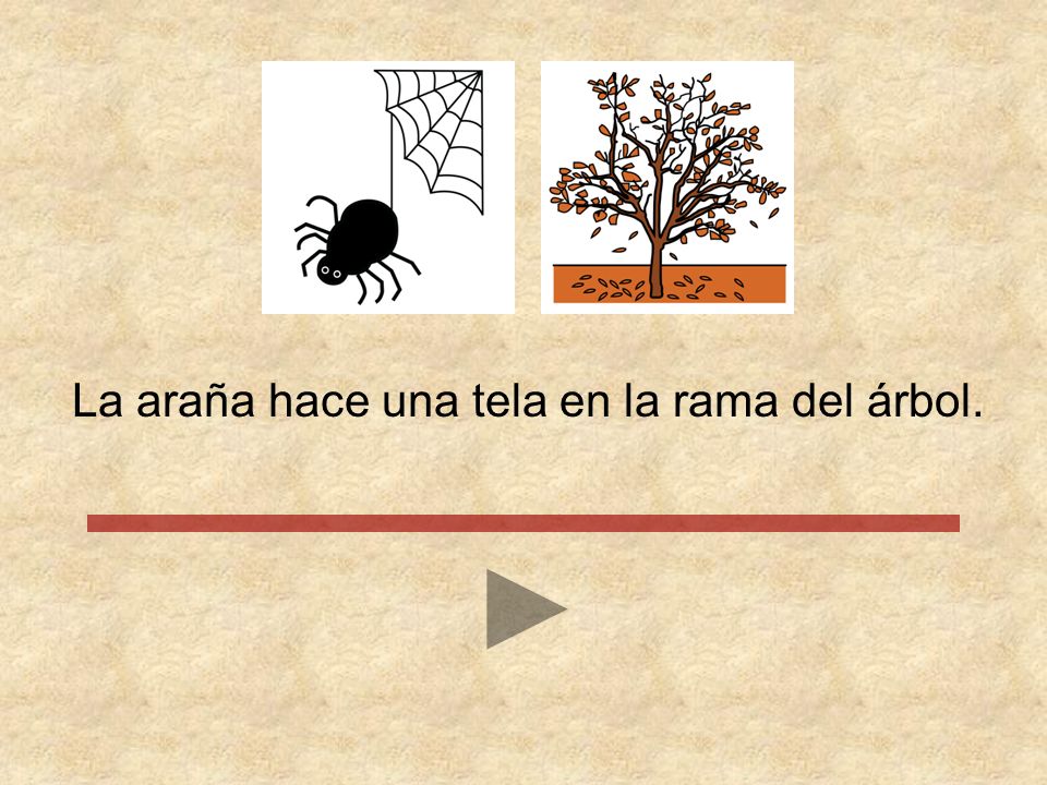 La araña hace una tela en la rama del árbol.