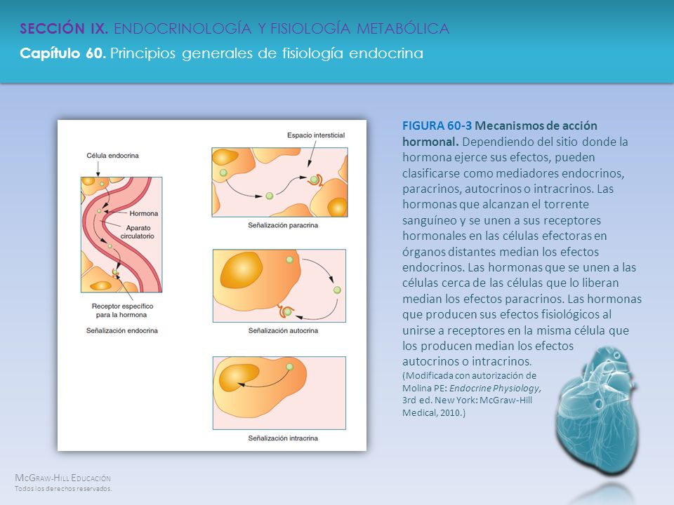 FIGURA 60-3 Mecanismos de acción hormonal