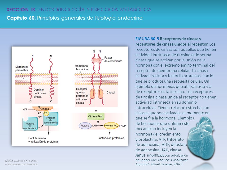FIGURA 60-5 Receptores de cinasa y receptores de cinasa unidos al receptor.
