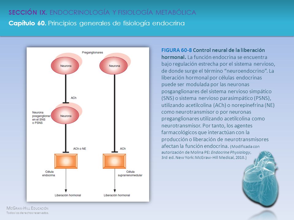 FIGURA 60-8 Control neural de la liberación hormonal