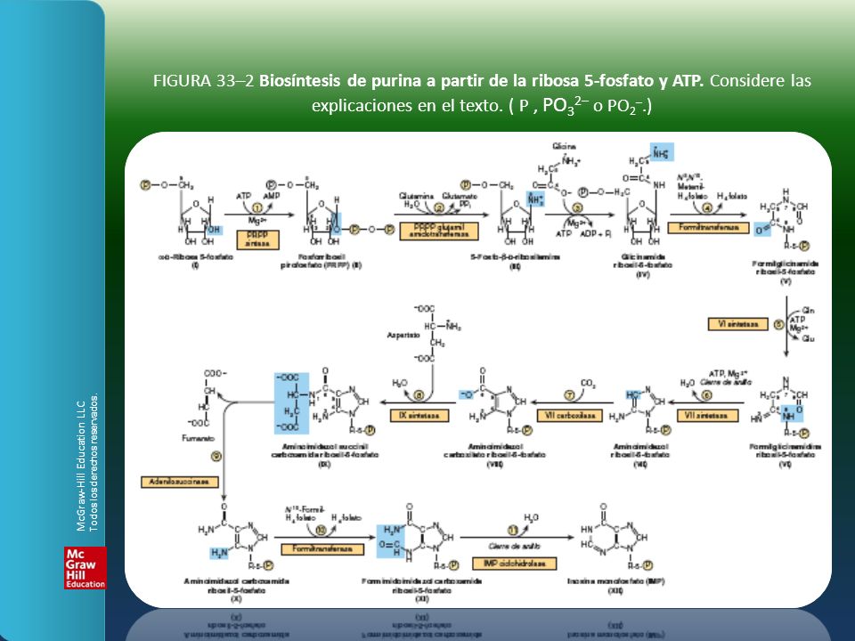 FIGURA 33–2 Biosíntesis de purina a partir de la ribosa 5-fosfato y ATP. Considere las explicaciones en el texto. ( P , PO32– o PO2–.)