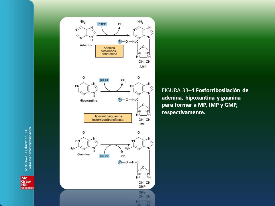 FIGURA 33–4 Fosforribosilación de adenina, hipoxantina y guanina para formar a MP, IMP y GMP, respectivamente.