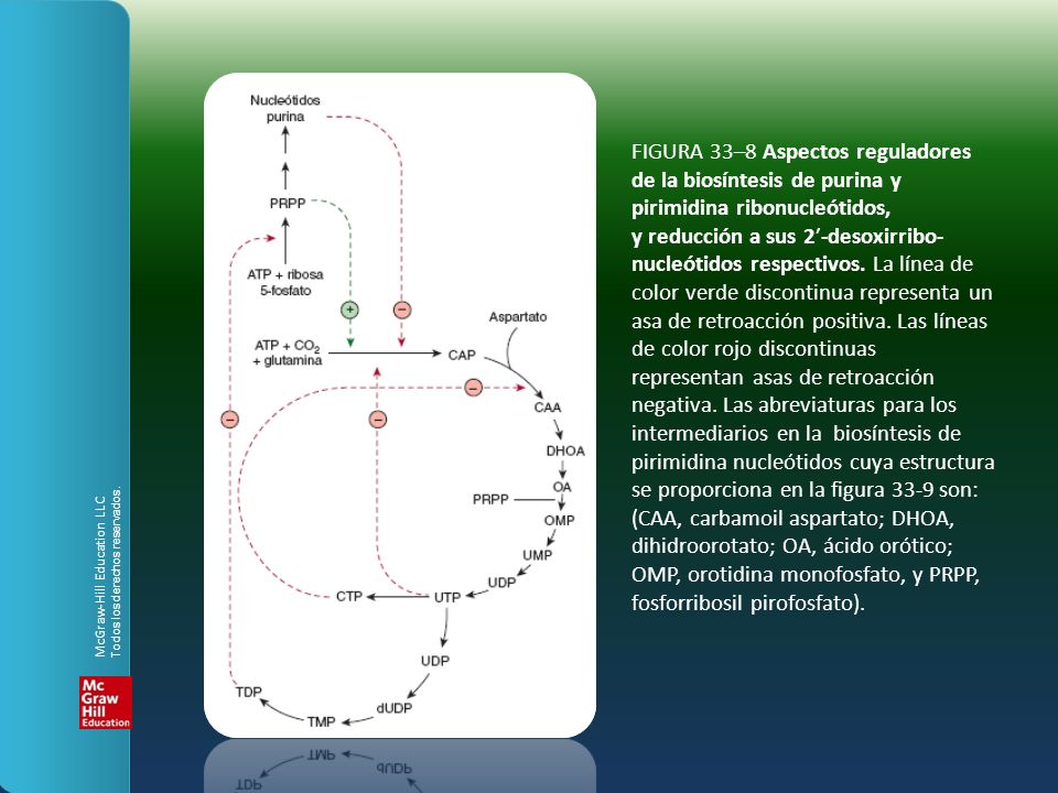 FIGURA 33–8 Aspectos reguladores de la biosíntesis de purina y pirimidina ribonucleótidos, y reducción a sus 2′-desoxirribo-nucleótidos respectivos. La línea de color verde discontinua representa un asa de retroacción positiva. Las líneas de color rojo discontinuas representan asas de retroacción negativa. Las abreviaturas para los intermediarios en la biosíntesis de pirimidina nucleótidos cuya estructura se proporciona en la figura 33-9 son: (CAA, carbamoil aspartato; DHOA, dihidroorotato; OA, ácido orótico; OMP, orotidina monofosfato, y PRPP, fosforribosil pirofosfato).