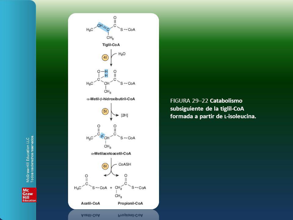 FIGURA 29–22 Catabolismo subsiguiente de la tiglil-CoA formada a partir de l-isoleucina.