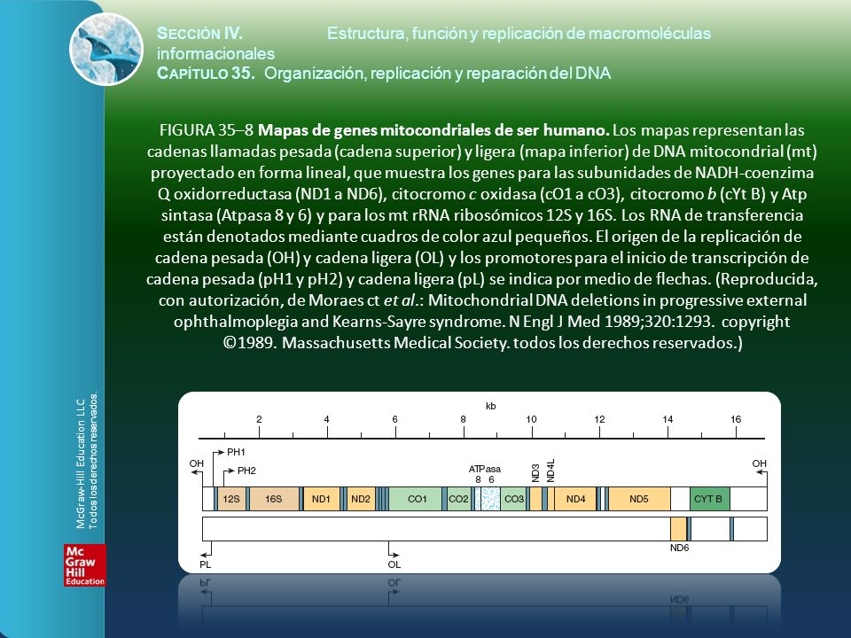 Sección IV. Estructura, función y replicación de macromoléculas informacionales