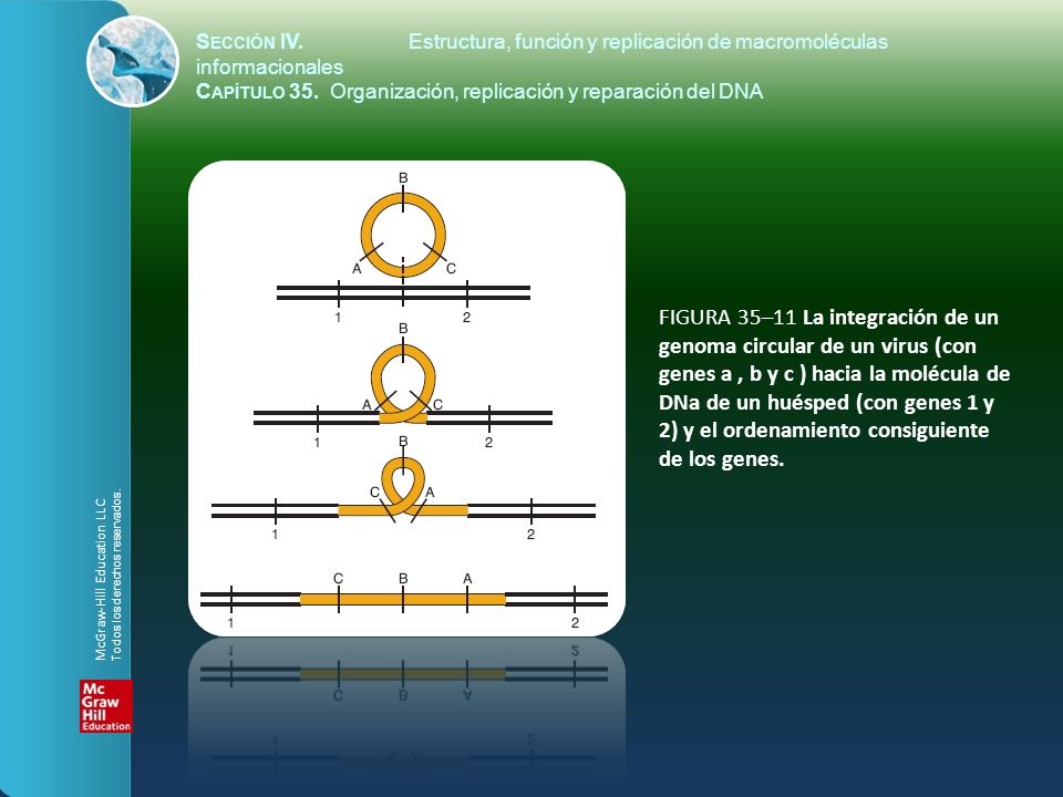 Sección IV. Estructura, función y replicación de macromoléculas informacionales