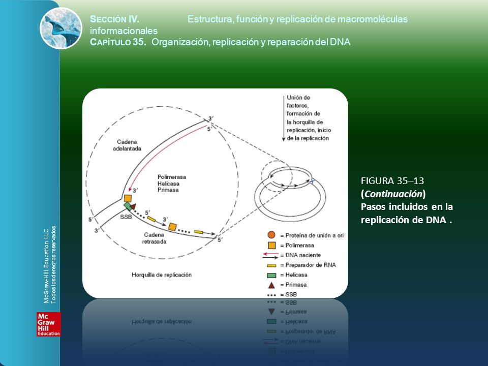 FIGURA 35–13 (Continuación) Pasos incluidos en la replicación de DNA .