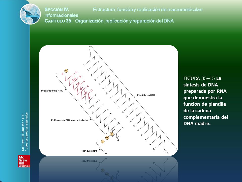 Sección IV. Estructura, función y replicación de macromoléculas informacionales