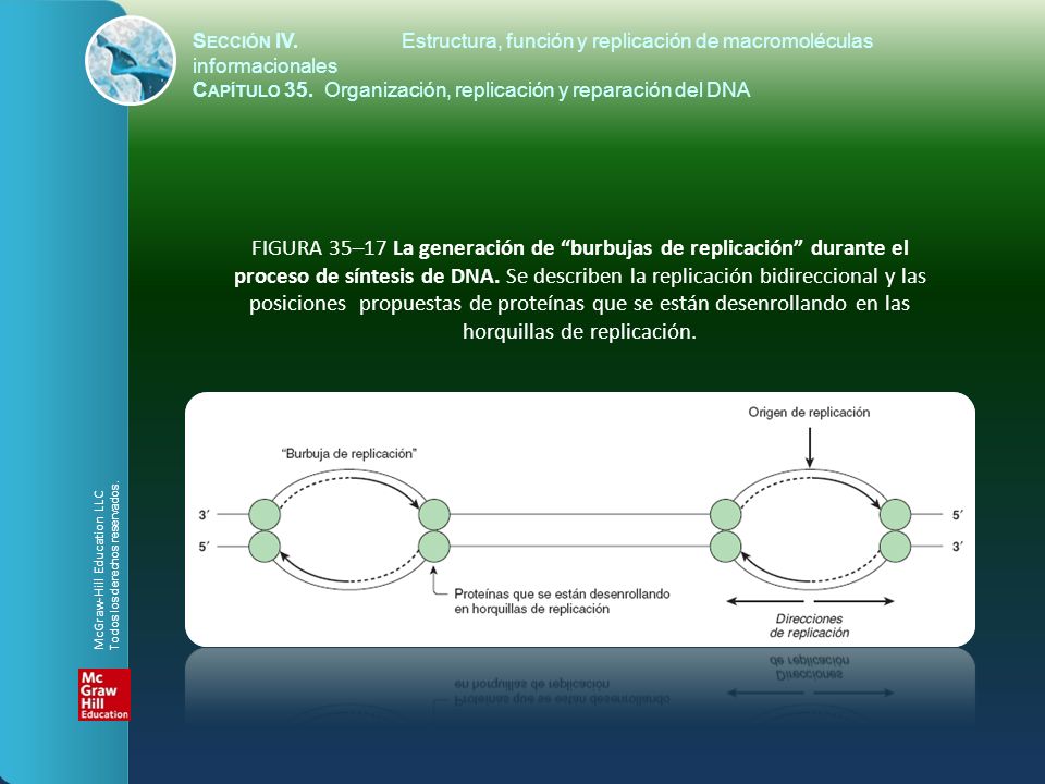 Sección IV. Estructura, función y replicación de macromoléculas informacionales