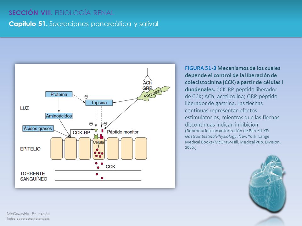 FIGURA 51-3 Mecanismos de los cuales depende el control de la liberación de colecistocinina (CCK) a partir de células I duodenales.
