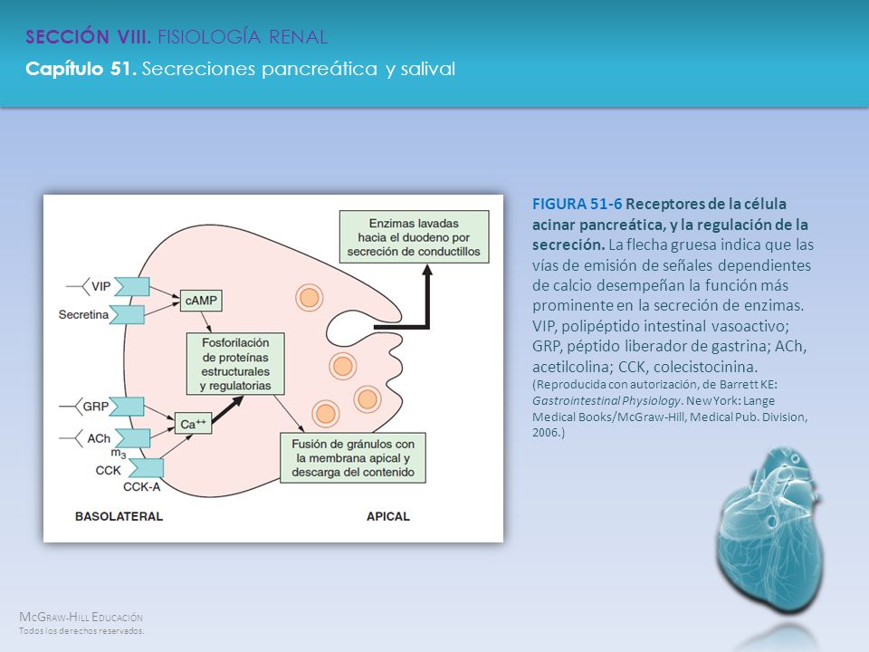 FIGURA 51-6 Receptores de la célula acinar pancreática, y la regulación de la secreción.
