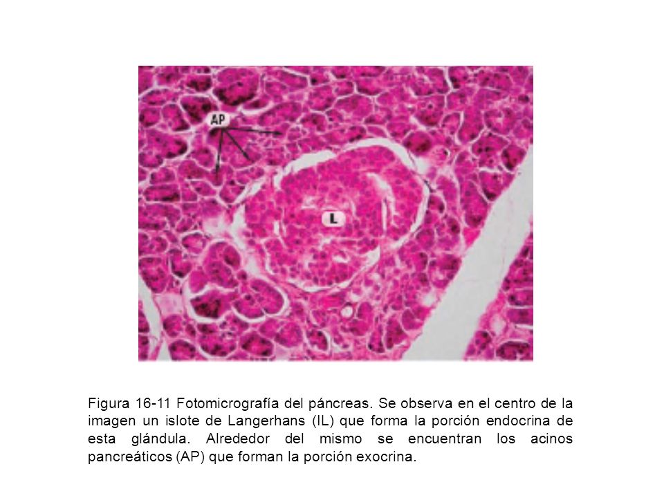Figura Fotomicrografía del páncreas
