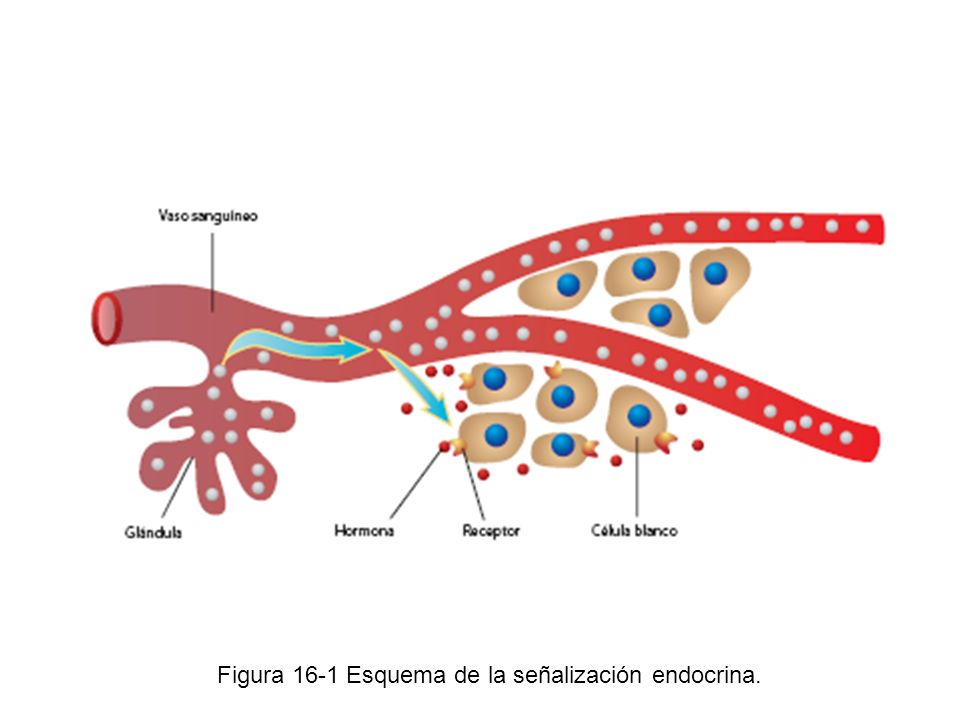 Figura 16-1 Esquema de la señalización endocrina.