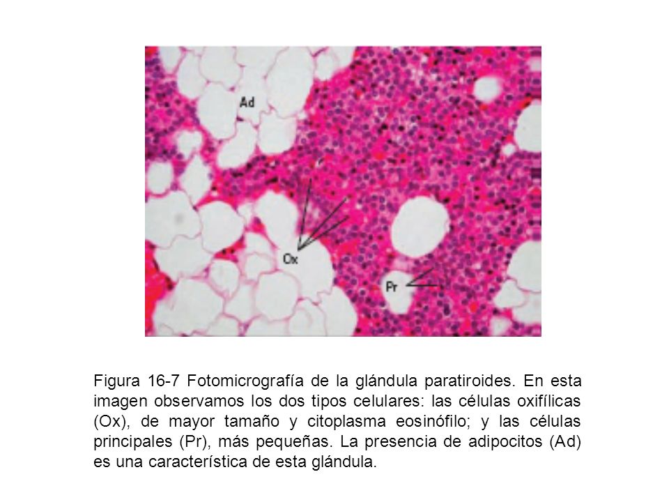 Figura 16-7 Fotomicrografía de la glándula paratiroides