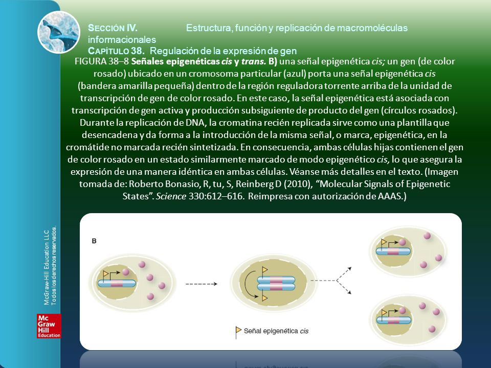 Sección IV. Estructura, función y replicación de macromoléculas informacionales