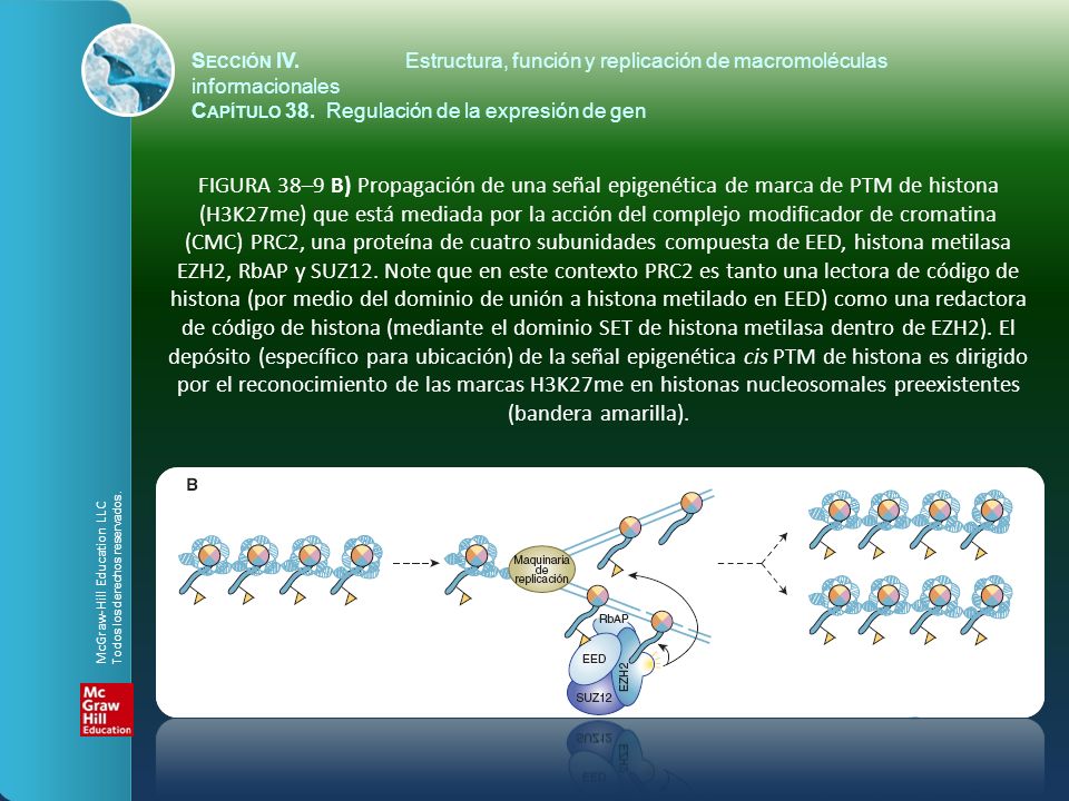 Sección IV. Estructura, función y replicación de macromoléculas informacionales