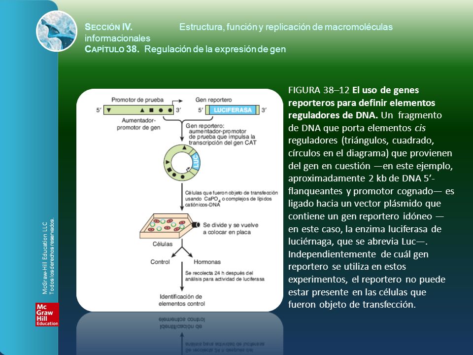 Sección IV. Estructura, función y replicación de macromoléculas informacionales
