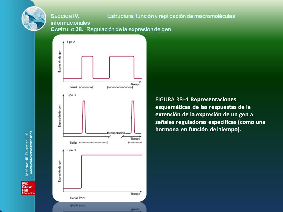 Sección IV. Estructura, función y replicación de macromoléculas informacionales
