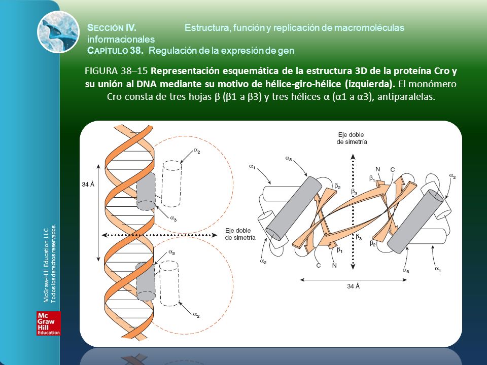 Sección IV. Estructura, función y replicación de macromoléculas informacionales