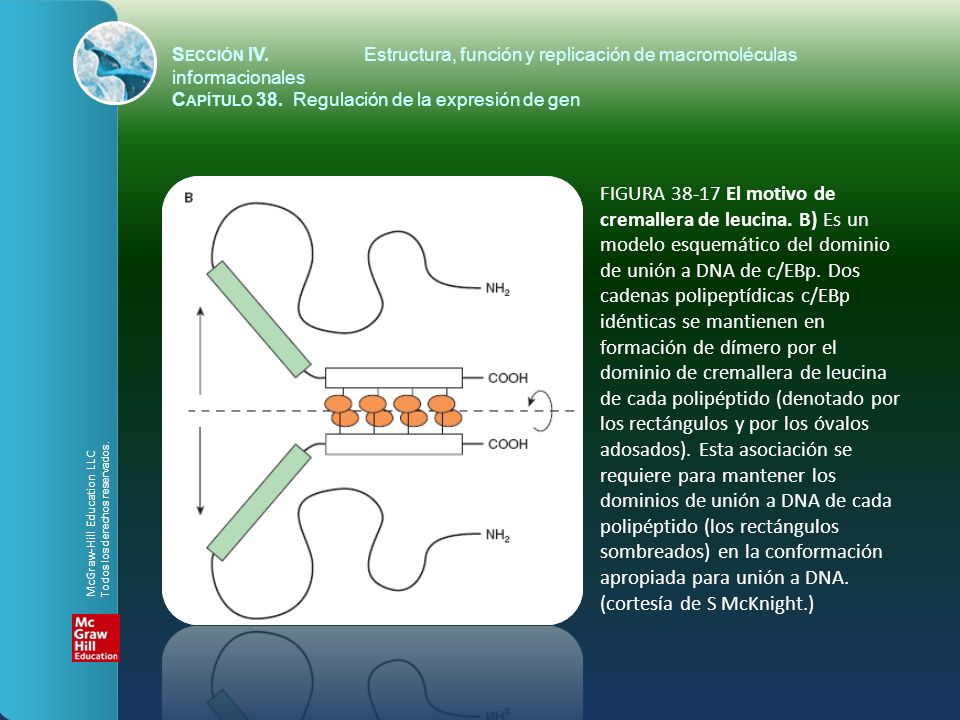 Sección IV. Estructura, función y replicación de macromoléculas informacionales