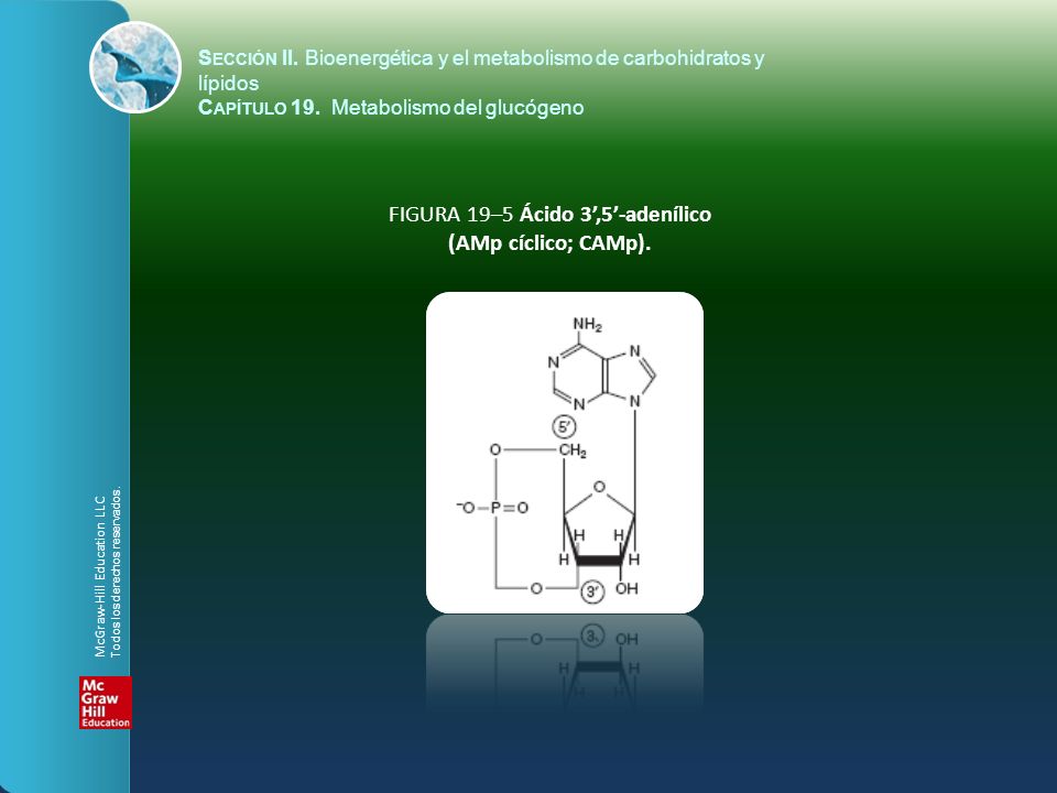 FIGURA 19–5 Ácido 3’,5’-adenílico (AMp cíclico; CAMp).