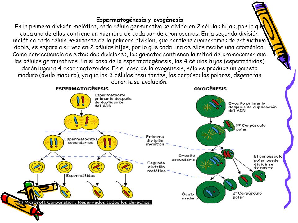 Espermatogénesis y ovogénesis En la primera división meiótica, cada célula germinativa se divide en 2 células hijas, por lo que cada una de ellas contiene un miembro de cada par de cromosomas.